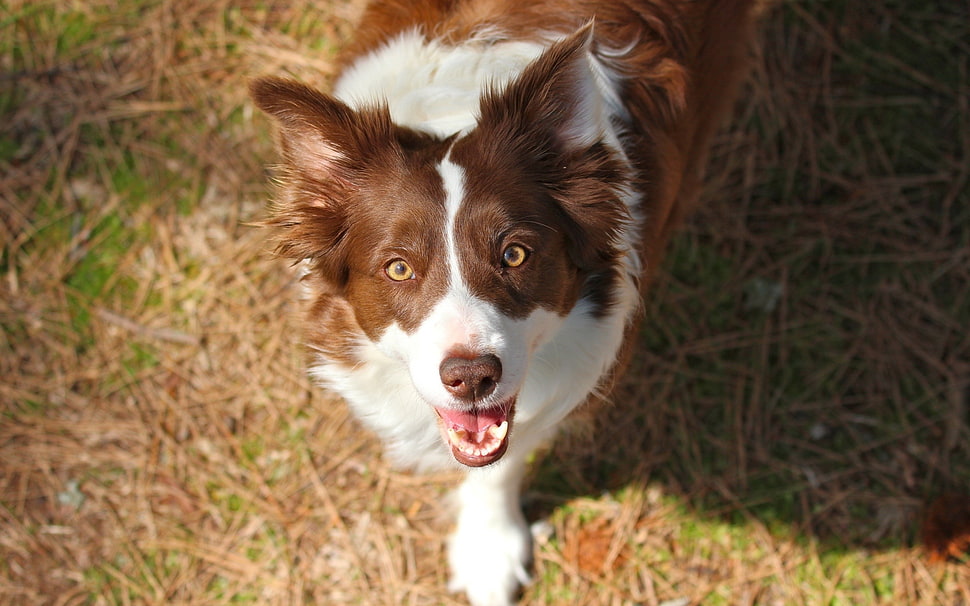 brown and white dog HD wallpaper